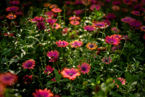 Savoring Spring with a Fun-Filled Field Trip