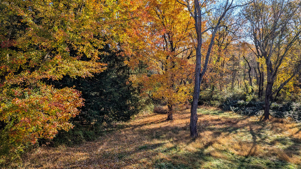 New York Sheep & Wool (Rhinebeck Weekend - Part II)
